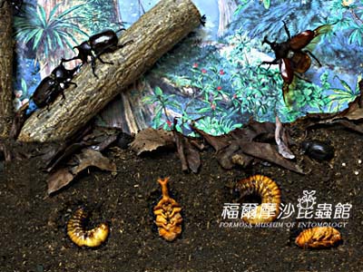 ���~�ԲӸ��