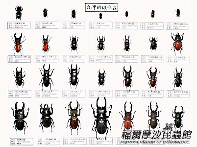 ���~�ԲӸ��