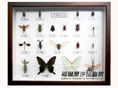 ���~�ԲӸ��